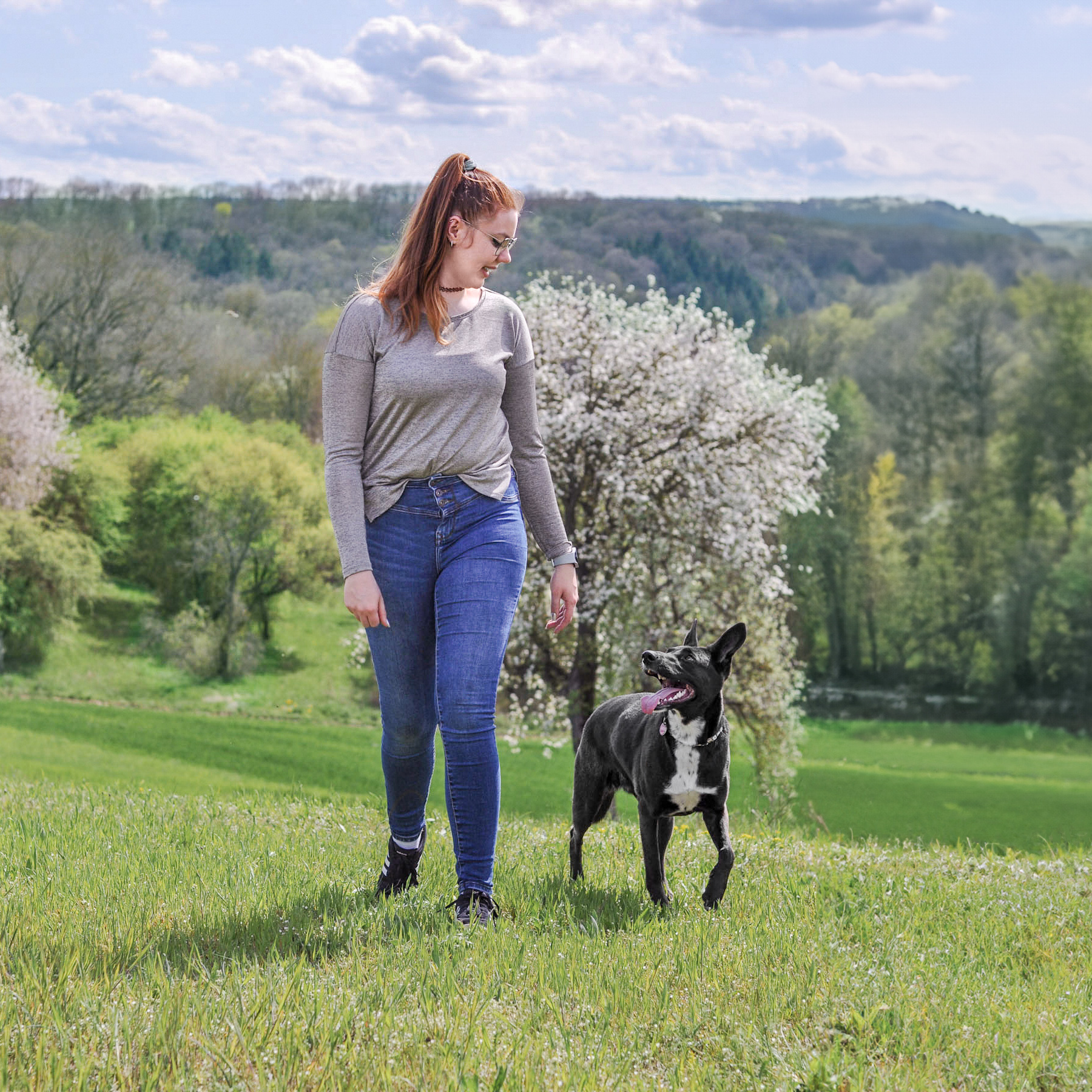 Amy Freifolge Bei Fuss mit Blickkontakt Bei Fuß, Freifolge, Hundeschule, Hundetraining, unterwegs, Gehorsam, Bindung, Kommunikation